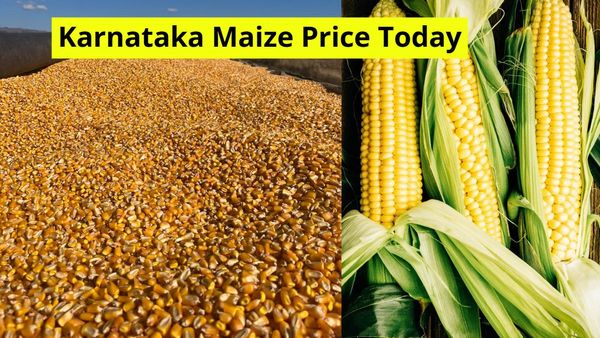 Maize Rate Today: ಇಂದು ಕರ್ನಾಟಕದಲ್ಲಿ ಮೆಕ್ಕೆಜೋಳದ ಮಾರುಕಟ್ಟೆ ದರವೆಷ್ಟು? ಪಟ್ಟಿ
