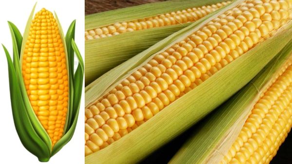Maize Price Today: ಕರ್ನಾಟಕದಲ್ಲಿ ಕೂಡಲೇ ಮೆಕ್ಕೆಜೋಳ ಖರೀದಿ ಕೇಂದ್ರ ಆರಂಭಿಸಬೇಕು