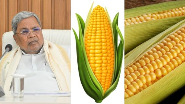 Maize Crop Price: ಮೆಕ್ಕೆಜೋಳ ಬೆಲೆ ದಿಢೀರ್ ಕುಸಿತ; ಸಿದ್ದರಾಮಯ್ಯ ಕೊಟ್ಟ ಸೂಚನೆಗಳೇನು?