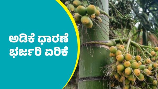 Arecanut Price: ಕ್ವಿಂಟಾಲ್‌ ಅಡಿಕೆ ಧಾರಣೆ ಭರ್ಜರಿ ಏರಿಕೆ: ಇಲ್ಲಿದೆ ಡಿಸೆಂಬರ್ 30ರ ದರಪಟ್ಟಿ 