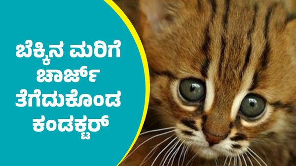 KSRTC: ಮೈಸೂರು – ಮಡಿಕೇರಿ ಕೆಎಸ್‌ಆರ್‌ಟಿಸಿ ಬಸ್‌ನಲ್ಲಿ ಬೆಕ್ಕಿನ ಮರಿಗೆ ಚಾರ್ಜ್ ತೆಗೆದುಕೊಂಡ ಕಂಡಕ್ಟರ್: ದರ ಇಲ್ಲಿದೆ ನೋಡಿ