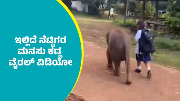 ಶಾಲೆಗೆ ಹೊರಟ ಬಾಲಕಿಗೆ ಕಾವಲಾದ ಮರಿ ಆನೆ: ಇಲ್ಲಿದೆ ನೆಟ್ಟಿಗರ ಮನಸು ಕದ್ದ ವೈರಲ್ ವಿಡಿಯೋ..