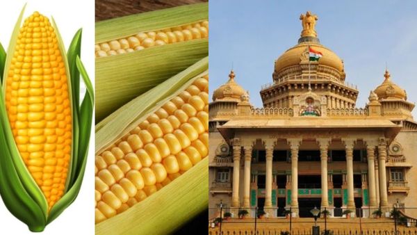Maize Price: ಮೆಕ್ಕೆಜೋಳ ಖರೀದಿ ಬಗ್ಗೆ ಸಚಿವ ಸಂಪುಟ ಸಭೆಯಲ್ಲಿ ಮಹತ್ವದ ನಿರ್ಧಾರ!