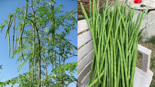Drumstick Price: ಚಿಕನ್‌ಗಿಂತಲೂ ನುಗ್ಗೆಕಾಯಿ ದುಬಾರಿ, ಕೆ.ಜಿ.ಗೆ 500-700 ರೂಪಾಯಿ!‌
