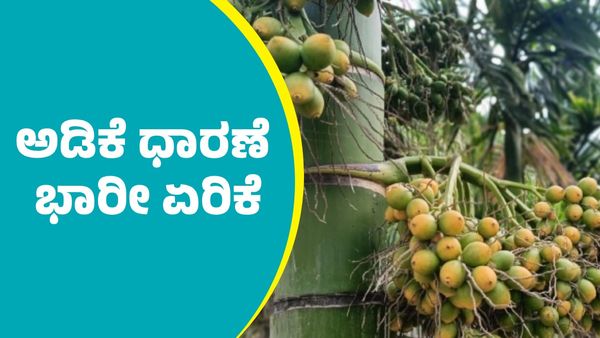 Arecanut Price: ಕ್ವಿಂಟಾಲ್‌ ಅಡಿಕೆ ಧಾರಣೆ ಭರ್ಜರಿ ಏರಿಕೆ: ಇಲ್ಲಿದೆ ಜನವರಿ 5ರ ದರಪಟ್ಟಿ