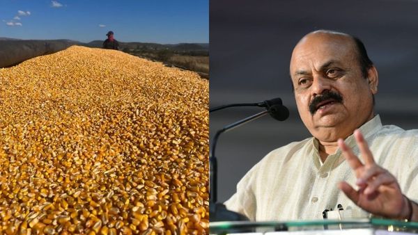 ಮೆಕ್ಕೆಜೋಳ ಬೆಳೆದ ರೈತರಿಗೆ 250 ರೂ. ಪ್ರೋತ್ಸಾಹ ಧನ; ರೈತರ ಖಾತೆಗೆ ಜಮೆ: ಬಸವರಾಜ ಬೊಮ್ಮಾಯಿ ಹೇಳಿದ್ದೇನು?