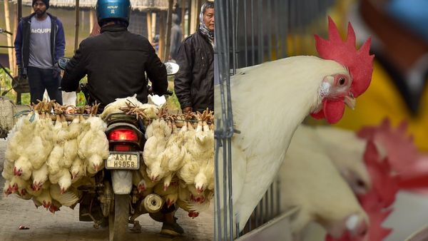 ₹300 ದಾಟಿದ ಕೆ.ಜಿ ಚಿಕನ್‌ ಬೆಲೆ, ದಿಢೀರ್‌ ಏರಿಕೆಗೆ ಕಾರಣ ಇಲ್ಲಿದೆ