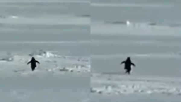 Nihilist Penguin : ಸಾಮಾಜಿಕ ಜಾಲತಾಣದಲ್ಲಿ ಸಂಚಲನ ಮೂಡಿಸಿದ 'ಏಕಾಂಗಿ ಪೆಂಗ್ವಿನ್' ಕಥೆ