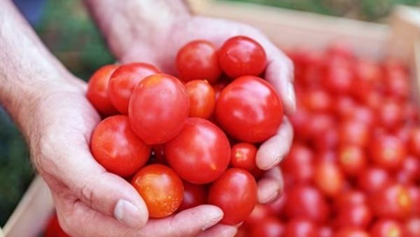 Tomato Price Hike: ಪಾತಾಳಕ್ಕೆ ಕುಸಿದಿದ್ದ 'ಕೆಂಪು ರಾಣಿ' ಟೊಮೆಟೊ ಬೆಲೆ ದಿಢೀರ್ ದಾಖಲೆಯ ಏರಿಕೆ