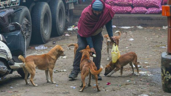 Bengaluru Stray Dog: ಬೆಂಗಳೂರಿನ ಬೀದಿ ನಾಯಿಗಳಿಗೆ ಆಹಾರ: ಈ 5 ನಿಯಮಗಳನ್ನು ಪಾಲಿಸಬೇಕು