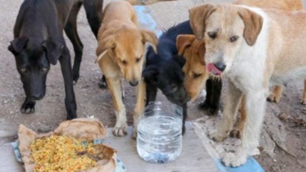 Bengaluru: GBA ಗುರುತಿಸಿದ ಕೇಂದ್ರಗಳಲ್ಲಿ ಮಾತ್ರ ಬೀದಿ ನಾಯಿಗಳಿಗೆ ಆಹಾರ: ಎಲ್ಲೆಂದರಲ್ಲಿ ಹಾಕಿದ್ರೆ ಬೀಳುತ್ತೆ ದಂಡ