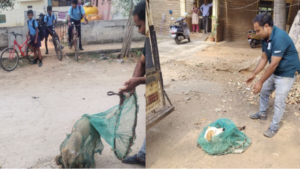 Bengaluru Stray Dog: ಬೆಂಗಳೂರಿನಲ್ಲಿ ನಾಯಿಗಳ ಸಂತಾನಹರಣ ಶಸ್ತ್ರಚಿಕಿತ್ಸೆ ಚುರುಕು: ಮಹತ್ವದ ಮಾಹಿತಿ ಹಂಚಿಕೊಂಡ ಜಿಬಿಎ