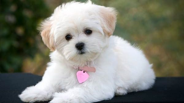 ಬೆಂಗಳೂರು ನಾಯಿ ಮಾಲೀಕರಿಗೆ ಶಾಕ್: ಲೈಸೆನ್ಸ್, ಮೈಕ್ರೋ ಚಿಪ್ ಕಡ್ಡಾಯ; ರೂಲ್ಸ್ ಬ್ರೇಕ್ ಮಾಡಿದ್ರೆ ಜೈಲು ಫಿಕ್ಸ್‌