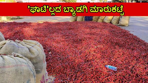ಮೆಣಸಿನಕಾಯಿ ಬಾರದೇ ಬ್ಯಾಡಗಿ ಮಾರುಕಟ್ಟೆ ಖಾಲಿ ಖಾಲಿ; ಪೂರೈಕೆ ಕೊರತೆ, ಮಸಾಲೆ ಕಂಪನಿಗಳಿಗೂ ತಟ್ಟಿದ ಬಿಸಿ