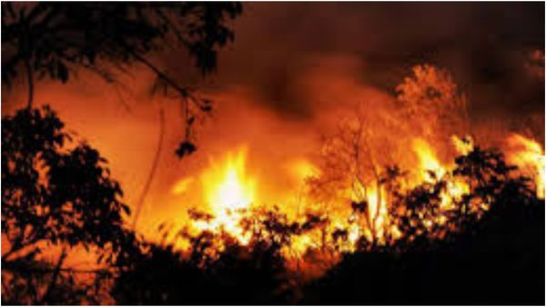 ಚಾರ್ಮುಡಿ ಘಾಟಿ ಅರಣ್ಯದಲ್ಲಿ ಭಾರೀ ಅಗ್ನಿ ಅವಘಡ: ಹೊತ್ತಿ ಉರಿದ ಪಶ್ಚಿಮ ಘಟ್ಟ ಪ್ರದೇಶ