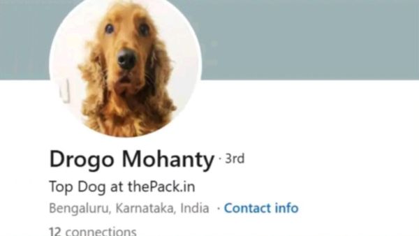 ಬೆಂಗಳೂರಿನ ಶ್ವಾನಕ್ಕೂ ಬಂತು ಲಿಂಕ್ಡ್‌ಇನ್ ಅಕೌಂಟ್: 'ಟಾಪ್ ಡಾಗ್' ಪ್ರೊಫೈಲ್ ನೋಡಿ ನೆಟ್ಟಿಗರು ಫಿದಾ