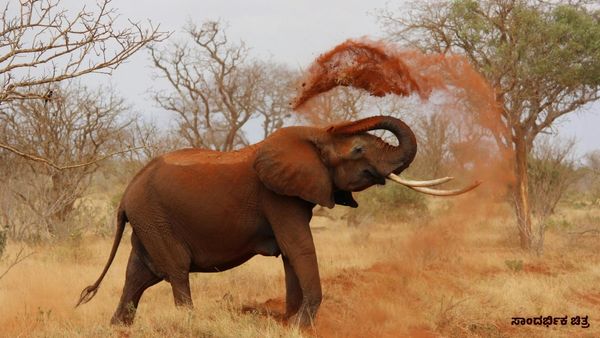 Elephant Attack: ಕಾಡಾನೆ ದಾಳಿಗೆ ಮಹಿಳೆ ಬಲಿ: ಪ್ರತಿಭಟನಾ ನಿರತ ರೈತರ ಮೇಲೆ ಲಾಠಿ ಚಾರ್ಜ್; ಫೆಬ್ರವರಿ 23ಕ್ಕೆ ಶೃಂಗೇರಿ ಬಂದ್