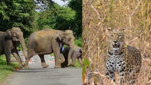 ಮಲೆನಾಡು ಭಾಗದಲ್ಲಿ ಕಾಡಾನೆ, ಚಿರತೆ ಹಾವಳಿಗೆ ಜನ ತತ್ತರ: ಅರಣ್ಯ ಇಲಾಖೆ ವಿರುದ್ಧ ಜನಾಆಕ್ರೋಶ