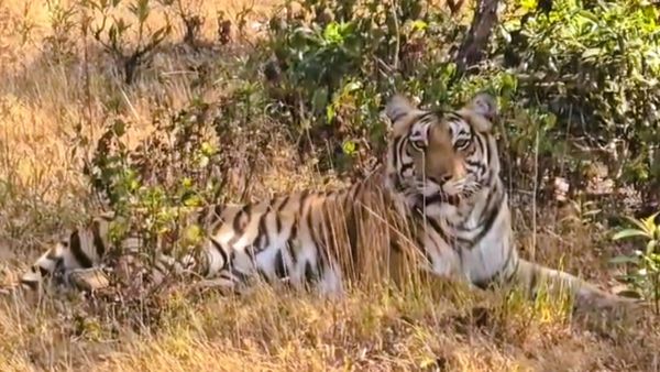 ಕೆಮ್ಮಣ್ಣುಗುಂಡಿಯಲ್ಲಿ ಹುಲಿ ಪ್ರತ್ಯಕ್ಷ; ಕಣ್ತುಂಬಿಕೊಂಡ ಪ್ರವಾಸಿಗರು, ವಿಡಿಯೋ ವೈರಲ್
