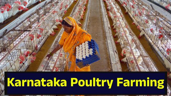 ದಿಢೀರ್ 400 ರೂಪಾಯಿ ತಲುಪುತ್ತಾ ಕೋಳಿ ಬೆಲೆ? ಚಿಕನ್ ಸಪ್ಲೈ ಬಂದ್ ಮಾಡಲು ಚಿಂತನೆ... Karnataka Poultry Farmers