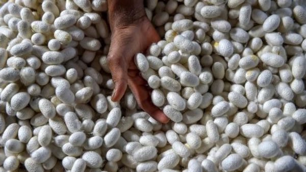 900 ರೂಪಾಯಿ ದಾಟಿದ ರೇಷ್ಮೆಗೂಡು ದರ; ಶಿಡ್ಲಘಟ್ಟ ಮಾರುಕಟ್ಟೆಯಲ್ಲಿ ದಾಖಲೆ