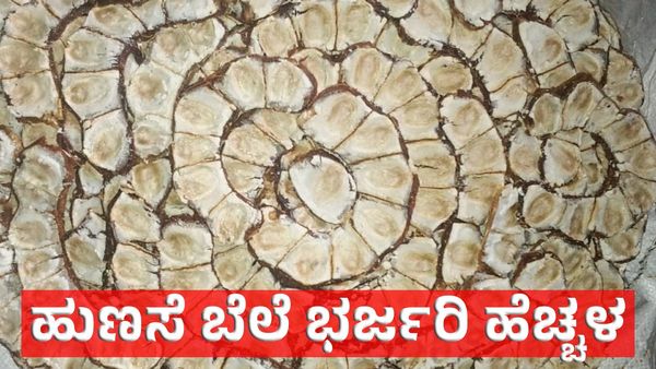 Tamarind Price Surge: ಹುಣಸೆ ಹಣ್ಣಿನ ಬೆಲೆ ಭರ್ಜರಿ ಹೆಚ್ಚಳ: ಹುಣಸೆ ಕೃಷಿಯಲ್ಲಿ ಈ 2 ಸಮಸ್ಯೆಗಳಿಂದ ಬೆಳೆಗಾರರಿಗೆ ಸಂಕಷ್ಟ