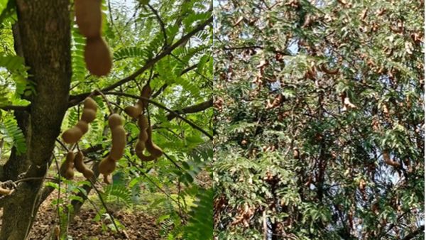 ಫೆ. 23ರಂದು ತೋವಿನಕೆರೆಯಲ್ಲಿ 'ವಿಶೇಷ ಹುಣಸೆ ಕಾರ್ಯಾಗಾರ': ಮಹತ್ವದ ಸಂವಾದ, ಕಿರು ಹೊತ್ತಿಗೆ ಬಿಡುಗಡೆ