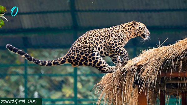 ತೀರ್ಥಹಳ್ಳಿಯಲ್ಲಿ ಹೆಚ್ಚಿದ ವನ್ಯಜೀವಿಗಳ ಹಾವಳಿ: ಚಿರತೆ ದಾಳಿಗೆ 3 ಹಸು ಬಲಿ, ಅರಣ್ಯ ಇಲಾಖೆ ವಿರುದ್ಧ ರೈತರ ಆಕ್ರೋಶ