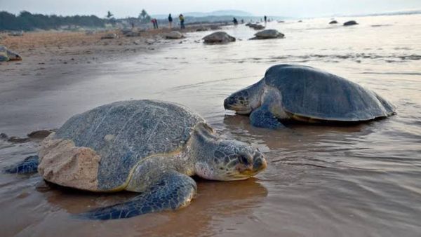 ಕೇಂದ್ರ ಬಜೆಟ್‌ನಲ್ಲಿ ಟರ್ಟಲ್ ಟ್ರೇಲ್ಸ್‌ಗೆ ಒತ್ತು; ಕರ್ನಾಟಕದ ಕರಾವಳಿ ಪ್ರವಾಸೋದ್ಯಮಕ್ಕೆ ಆಮೆ ತೋರಲಿದೆ ಹೊಸ ದಿಕ್ಕು