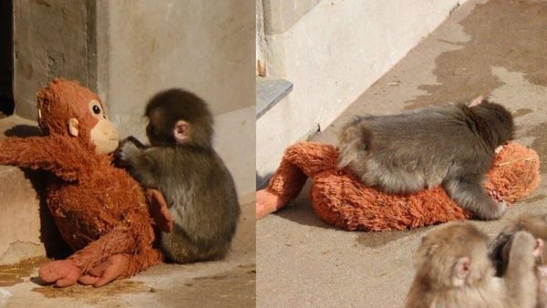 Viral ಕೋತಿ ಪಂಚ್ ಗೊಂಬೆಗೆ ಭಾರಿ ಡಿಮ್ಯಾಂಡ್: ಜಗತ್ತಿನಾದ್ಯಂತ ಟಾಯ್ ಸೋಲ್ಡ್ ಔಟ್, 10 ಪಟ್ಟು ಹೆಚ್ಚಾಯ್ತು ಬೆಲೆ