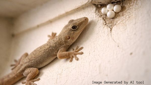 ಮನೆಯಲ್ಲಿ ಹಲ್ಲಿಯ ಮೊಟ್ಟೆಗಳು ಕಂಡರೆ ಆತಂಕ ಬೇಡ: ಗುರುತಿಸುವುದು ಮತ್ತು ವಿಲೇವಾರಿ ಮಾಡುವ ಸುಲಭ ವಿಧಾನಗಳು