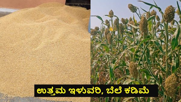 Jowar Price Today: ಕರ್ನಾಟಕದಲ್ಲಿ ಕ್ವಿಂಟಾಲ್ ಜೋಳದ ಬೆಲೆ ಎಷ್ಟಿದೆ, ಮಾರುಕಟ್ಟೆವಾರು ಪಟ್ಟಿ ಇಲ್ಲಿದೆ.