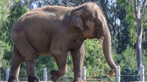 ದಕ್ಷಿಣ ಕನ್ನಡ ವಿಭಾಗಕ್ಕೆ ಆನೆ ಕಾರ್ಯಪಡೆ ಮಂಜೂರು ಮಾಡಿ ರಾಜ್ಯ ಸರ್ಕಾರ ಆದೇಶ