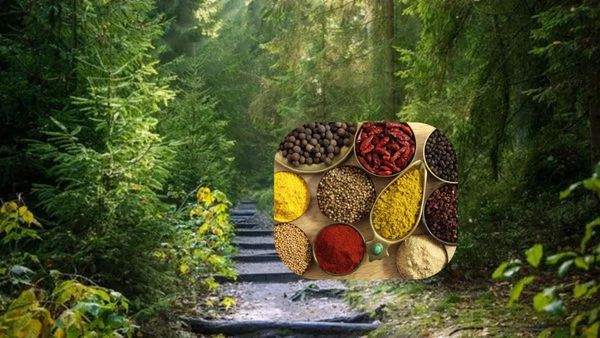 ಭಾರತದ ಸ್ಪೈಸ್ ಗಾರ್ಡನ್ ಕೇರಳ: ಇತಿಹಾಸ ಮತ್ತು ಪ್ರಕೃತಿಯ ಸುಂದರ ಕಥೆ