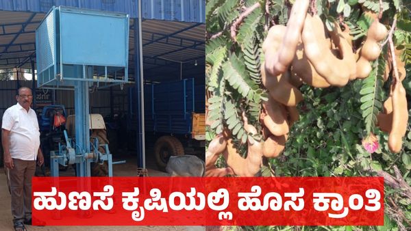 Tamarind Farming: ಹುಣಸೆ ಕೃಷಿಯಲ್ಲಿ ಹೊಸ ಕ್ರಾಂತಿ: ಟ್ರ್ಯಾಕ್ಟರ್‌ ಸಹಾಯದಿಂದ ಯಂತ್ರ ತಯಾರಿಸಿದ ರೈತ ಚಂದ್ರಶೇಖರ, ವಿಡಿಯೋ