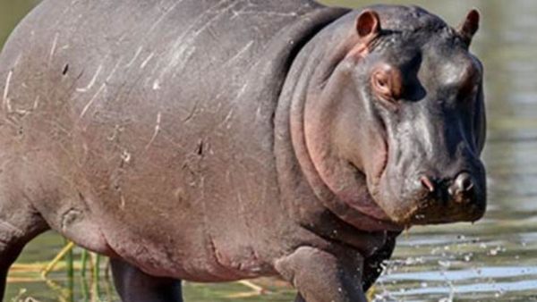 ಶಿವಮೊಗ್ಗದ ತ್ಯಾವರೆಕೊಪ್ಪದಲ್ಲಿ ನೀರಾನೆ ದಾಳಿಗೆ ಪಶುವೈದ್ಯಾಧಿಕಾರಿ ಬಲಿ