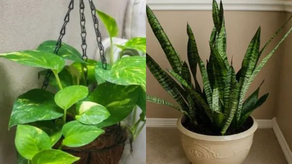 ಮನೆಯಲ್ಲಿ ನೈಸರ್ಗಿಕ ತಂಪು ಬೇಕೇ, ಈ ಸಸ್ಯಗಳನ್ನು ನಿಮ್ಮ ಮನೆಯಲ್ಲಿ ಬೆಳಸಿ