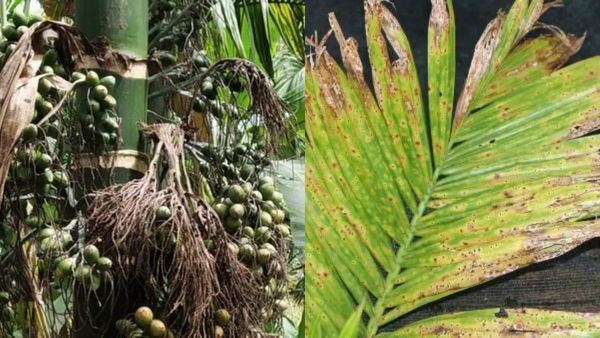 Arecanut: ಎಲೆಚುಕ್ಕೆ ರೋಗ ವಿರುದ್ಧ ಹೋರಾಟ: ಯಶಸ್ಸಿನತ್ತ ಪ್ರಾತ್ಯಕ್ಷಿಕತೆ, ಪ್ರಾಯೋಗಿಕ ಯೋಜನೆ
