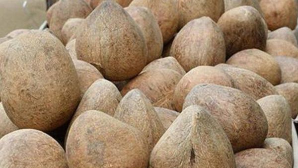 Copra Price: ಇದೇ ಮೊಟ್ಟ ಮೊದಲ ಬಾರಿ ತಿಪಟೂರು ಮಾರುಕಟ್ಟೆಯಲ್ಲಿ ದಾಖಲೆ ಬೆಲೆಗೆ ಮಾರಾಟವಾದ ಕೊಬ್ಬರಿ