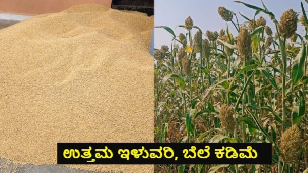 Jowar Price: ಕರ್ನಾಟಕದ ಮಾರುಕಟ್ಟೆಗಳಲ್ಲಿ ಜೋಳದ ದರ ಏರಿಳಿತ; ಇಲ್ಲಿದೆ ಜಿಲ್ಲಾವಾರು ಬೆಲೆ ಪಟ್ಟಿ