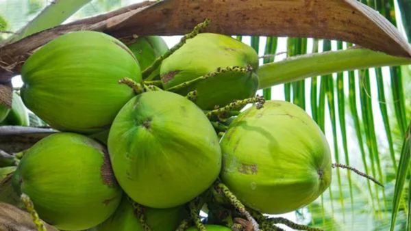 Coconut: ರೈತರ ನಿದ್ದೆಗೆಡಿಸಿದ ತೆಂಗಿನ ರೋಗ: ಶೇ.14ರಷ್ಟು ತೋಟಗಳಿಗೆ ಕೀಟಬಾಧೆ; ತಜ್ಞರ ತಂಡ ಪರಿಶೀಲನೆ