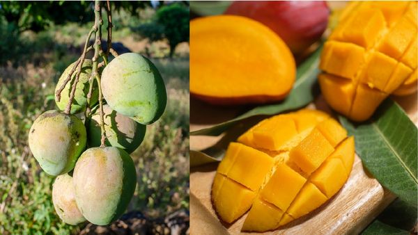 Mango: ಕರ್ನಾಟಕದಲ್ಲಿ ಮಾವು ಬೆಳೆಗಾರರು - ಮಾವು ಪ್ರಿಯರಿಗೆ ಶಾಕ್: ಈ ಕಾರಣಕ್ಕೆ ಇಳುವರಿ ಶೇ 50% ಇಳಿಕೆ, ಬೆಲೆ ಏರಿಕೆ ಫಿಕ್ಸ್‌