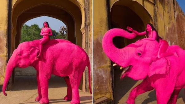 Viral Video: ವಿದೇಶಿ ಛಾಯಾಗ್ರಾಹಕರ ಫೋಟೋಗ್ರಫಿ ಹುಚ್ಚುತನಕ್ಕೆ ಜೀವ ಕಳೆದುಕೊಂಡಿತೇ ಭಾರತದ ಮುದ್ದಾದ ಆನೆ, ಏನಿದು ಚರ್ಚೆ