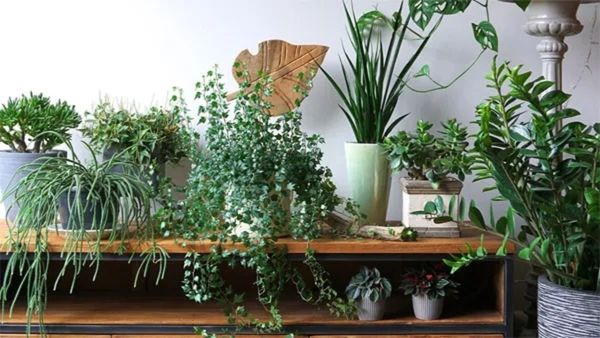 Powerful Vastu Plants: ಮನೆಗೆ ಪಾಸಿಟಿವ್ ಎನರ್ಜಿ ಬೇಕಾ? ಈ ಸಸ್ಯಗಳನ್ನು ಇಡಿ, ಜೀವನವೇ ಬದಲಾಗುತ್ತದೆ