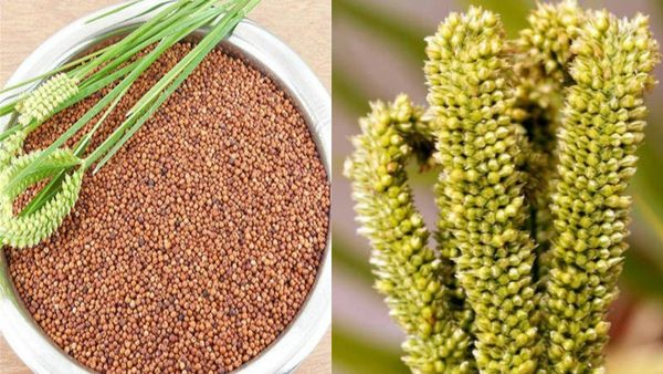 Ragi Price Today: ಕರ್ನಾಟಕದ ಮಾರುಕಟ್ಟೆಗಳಲ್ಲಿ ಇಂದಿನ 