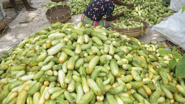 ಬೇಸಿಗೆಯಲ್ಲಿ ಸೌತೆಕಾಯಿ ತಿನ್ನಲು ಟಾಪ್ 5 ಕಾರಣಗಳು: ಆರೋಗ್ಯಕ್ಕೆ ಅದ್ಭುತ ಲಾಭಗಳು