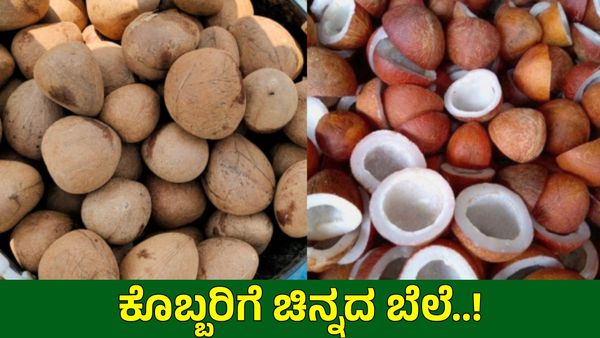 Copra: ತಿಪಟೂರು ತೆಂಗು ಬೆಳೆಗಾರರಿಗೆ ಬಂಪರ್: ನಾಗಾಲೋಟದಲ್ಲಿ ಉಂಡೆ ಕೊಬ್ಬರಿ ದರ