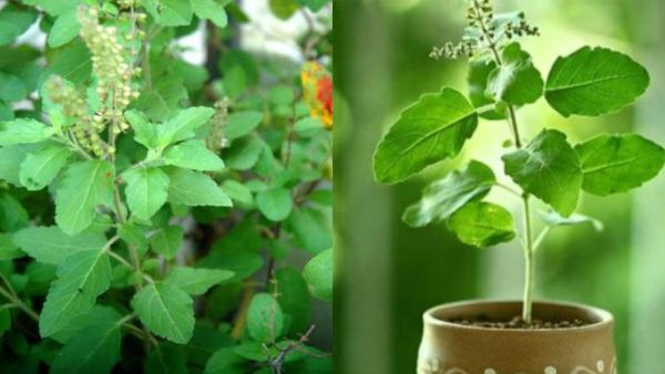 Tulsi: ತುಳಸಿ ಎಲೆಗಳು ಹಳದಿ ಬಣ್ಣಕ್ಕೆ ತಿರುಗುವುದನ್ನು ತಡೆಯುವುದು ಹೇಗೆ? ಈ ಅಂಶ ಬಹಳ ಮುಖ್ಯ ತಿಳಿದಿರಲಿ