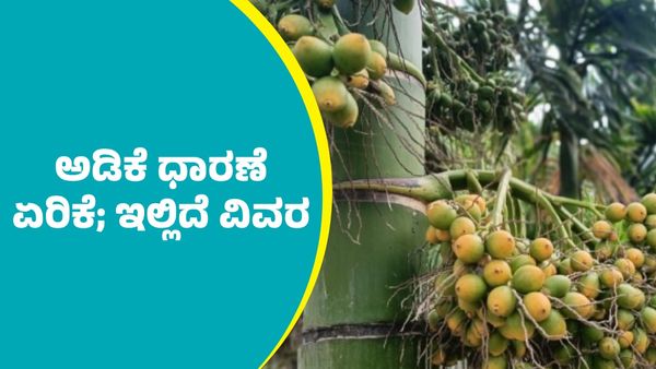 Arecanut Price: ತುಂಬಾ ದಿನಗಳ ಬಳಿಕ ದಾವಣಗೆರೆ ಮಾರುಕಟ್ಟೆಯಲ್ಲಿ ಅಡಿಕೆ ಧಾರಣೆ ಭರ್ಜರಿ ಏರಿಕೆ; ಇಲ್ಲಿದೆ ಮೇ 7ರ ದರಪಟ್ಟಿ