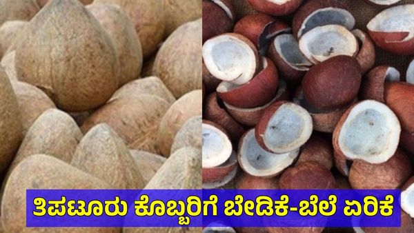 Copra: ತಿಪಟೂರು ಕೊಬ್ಬರಿ ಬೆಲೆ ಮತ್ತೆ ನಾಗಾಲೋಟದಲ್ಲಿ ಹೆಚ್ಚಳ, ಇಂದಿನ ದರಪಟ್ಟಿ ಹೀಗಿದೆ